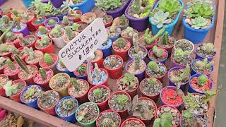NURSERY IN FLOWERS....
