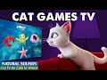 Interactive Cat TV－Stimulate Cat Games Compilation - Best Fun &amp; Relaxing Videos for Cats to Watch