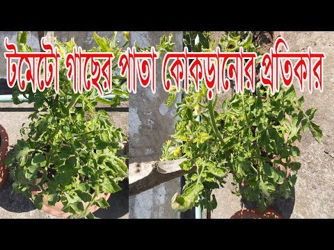 ভিডিও: টমেটোর সাদা দাগ