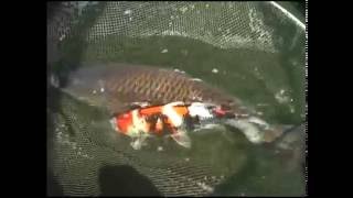 On The Koi Farm #15