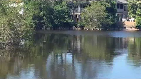 Sanibel, FL gators in canal mating season