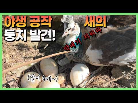 탈출한 어미 공작을 찾았더니 대박!!!!