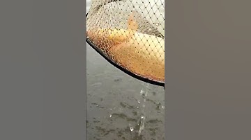 Fishing - Câu cá chép tự nhiên - #shorts