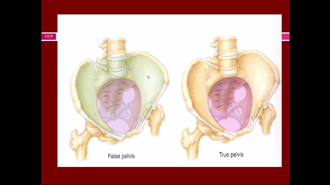 MUSKULOSKELETAL KULIAH 2 : ANATOMI TULANG EKSTREMITAS INFERIOR