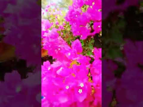 مزرعة للايجار اليومي في الاردن للعائلات اماكن مخصصة للكبار والاطفال العاب وحدائق ذو خصوصية عالية