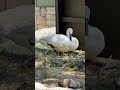 Trumpeter Swans at the L.A. Zoo!