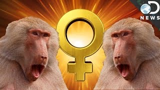 How This Animal Group Is Run By Alpha Females