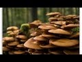 Bbc how plants communicate  think amazing nature documentary