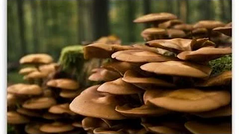 BBC How Plants Communicate & Think Amazing Nature Documentary - DayDayNews