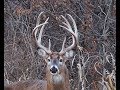 Monsters are Real!  They're still out there too!! GIANT BUCKS