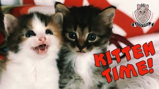 Attack of the Tiny KITTENS — and We LOVE It! 😻 by Kitten School 1,655 views 2 years ago 2 minutes, 27 seconds