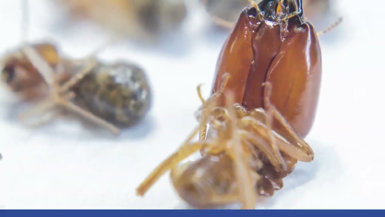 Tratamientos en la madera (termitas/carcoma) en Getxo - Afi desinfecciones, Control de plagas