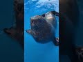 Don t call me Misu the sea dog anymore. I m the real sea dog#Cute pets#The magical creatur