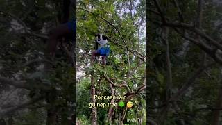 😲 Popcaan climbs a Guava tree 🌳