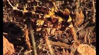 Moloch(Thorny Devils)