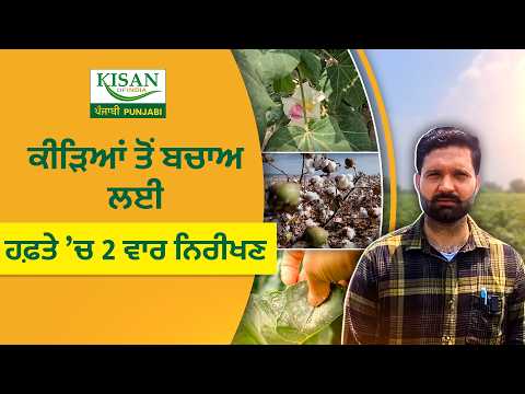 ਨਰਮੇ ਦੀ ਫਸਲ ਨੂੰ Pests ਤੋਂ ਕਿਵੇਂ ਬਚਾਈਏ? Agriculture officer ਨੇ ਦੱਸੇ ਜ਼ਰੂਰੀ ਨੁਕਤੇ