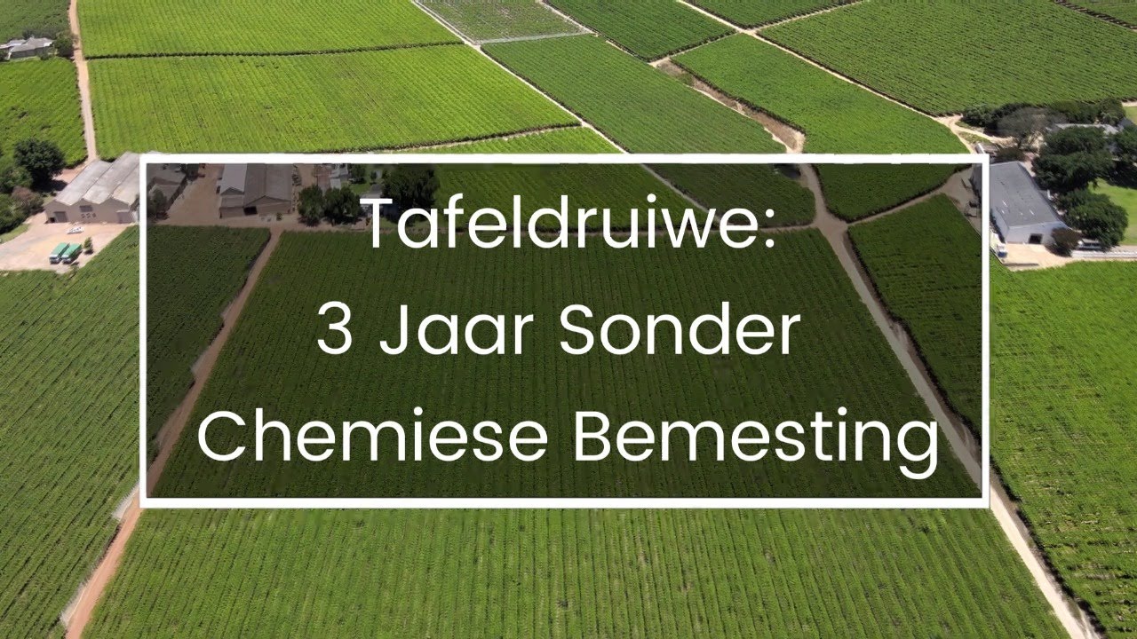 Tafeldruiwe: 3 jaar sonder chemiese bemesting!