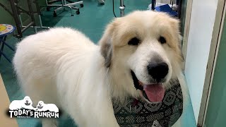 シャンプーしてフワフワ真っ白のアランです　Great Pyrenees　グレートピレニーズ