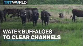 Water buffaloes called on to clear UK's channels