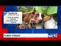 Furry Friday: Meet Marlin!