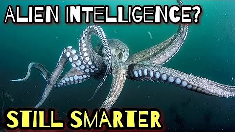 9 Brains, 3 Hearts... What IS an Octopus?! (Octopus Intelligence – Part 1)