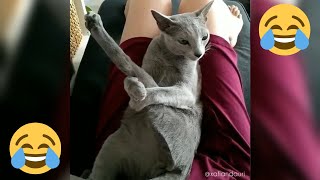 12 Minutes of Funny Cat Videos  EP 23