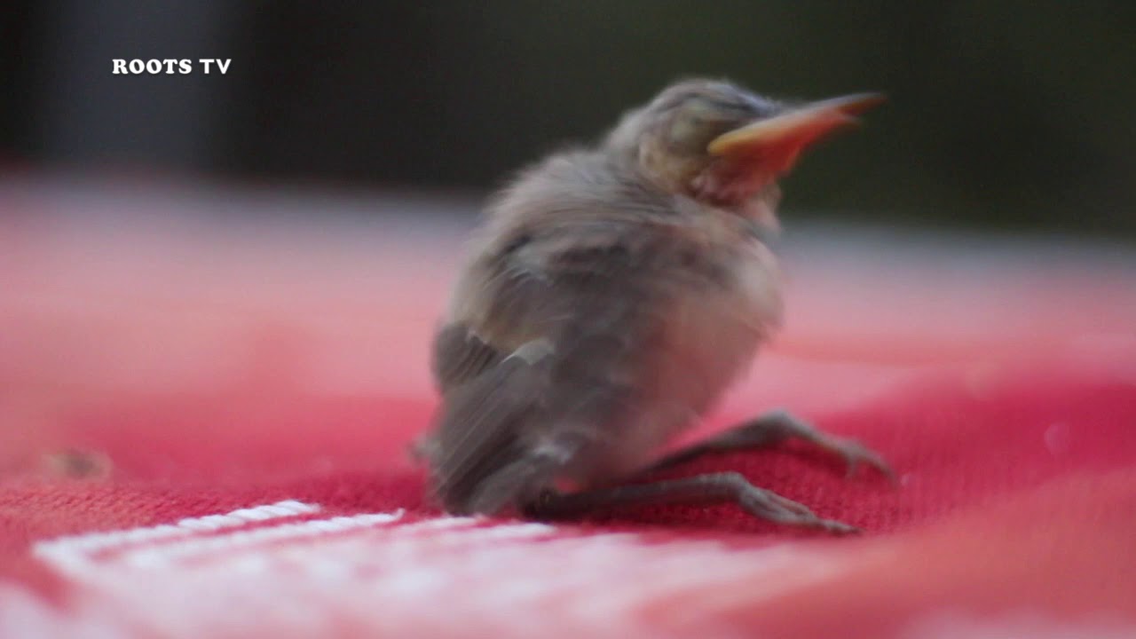 Sauvetage D Un Bebe Oiseau Tombe Du Nid Youtube