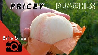 Growing Pricey Japanese Peaches | Bite Size Q2