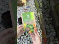Relayout kebun belakang rumah #berkebun #gardening #youtubeshorts