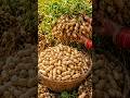 The Most Satisfying Peanut Harvest Ever! 🥜 #shorts #organic #farming