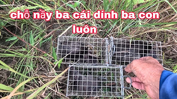 Bẫy Chuột Theo Đường Mòn,,, Dính Bầy Cống Nhum Quá Bự Luôn