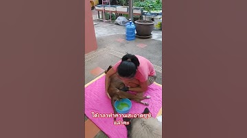 Thumbnail of ใด้เวลาทำความสะอาดซูซิแล้วคะ#ซูซิหมาพิการเดินไม่ใด้ #dog #doglife #pets #doglover #patcare #shorts