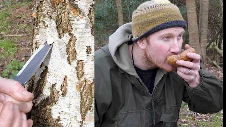 When can you tap birch trees? (2023)