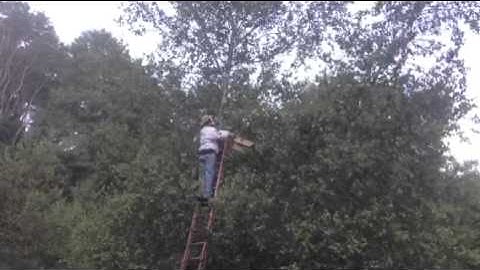 Capturing a swarm of honey bees high in a tree