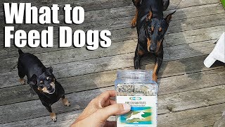 Why Feed Raw Food to Dogs | Feeding Dogs | PurePaw Nutrition