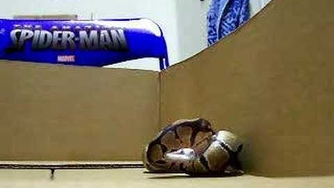 Ball Python Feeding Part 2