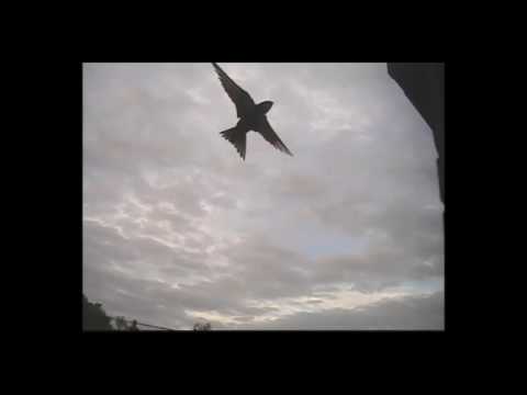 Swifts investigating nest boxes