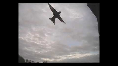 Swifts investigating nest boxes