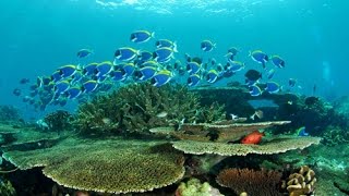 GoPro HERO3 Black Underwater HD Scuba Diving Koh Lipe Thailand by Real Freedom Productions