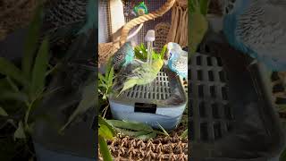 Bluey Hesitates… Kat-Kut Jumps Right In! 💚. #birds