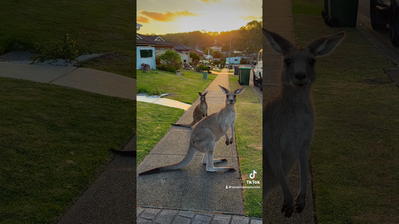 Marsupial garden renovation and landscaping 🪏🦘