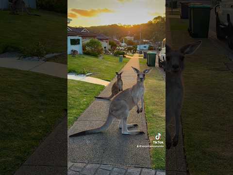 Marsupial garden renovation and landscaping 🪏🦘