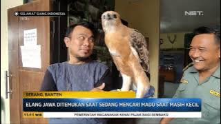 Elang Jawa Diamankan Dari Warga yang Merawat Sejak Kecil - SSI