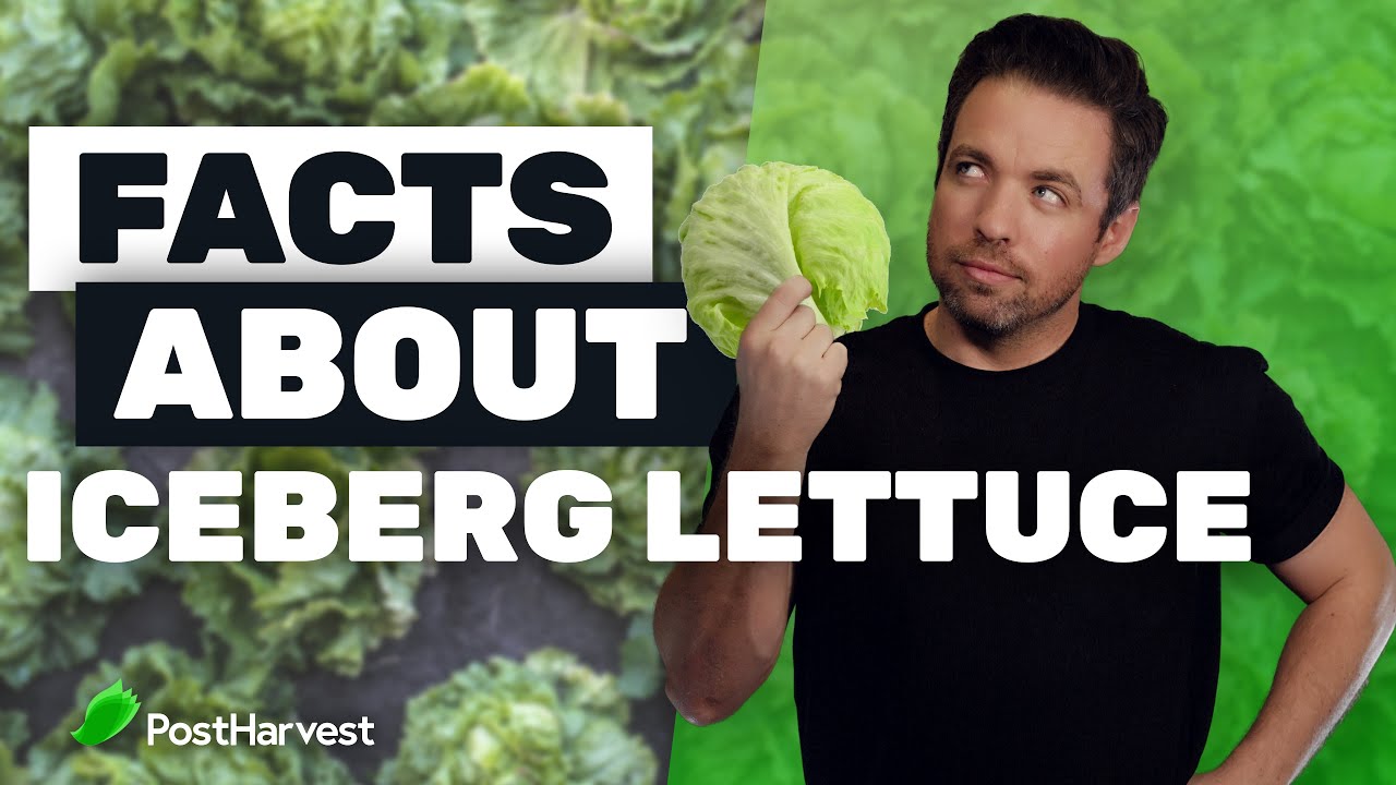 Facts About Iceberg Lettuce YouTube