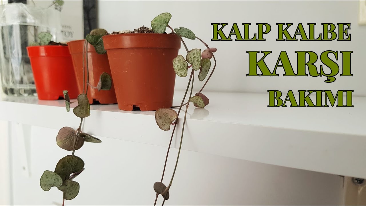 KALP KALBE KARŞI ÇİÇEĞİ BAKIMI / ÇOĞALTIMI / SAKSI DEĞİŞİMİ