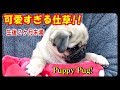 《超ブサかわパグ動画》 赤ちゃんパグの可愛すぎる仕草 うちのパグ『おまめ日記』