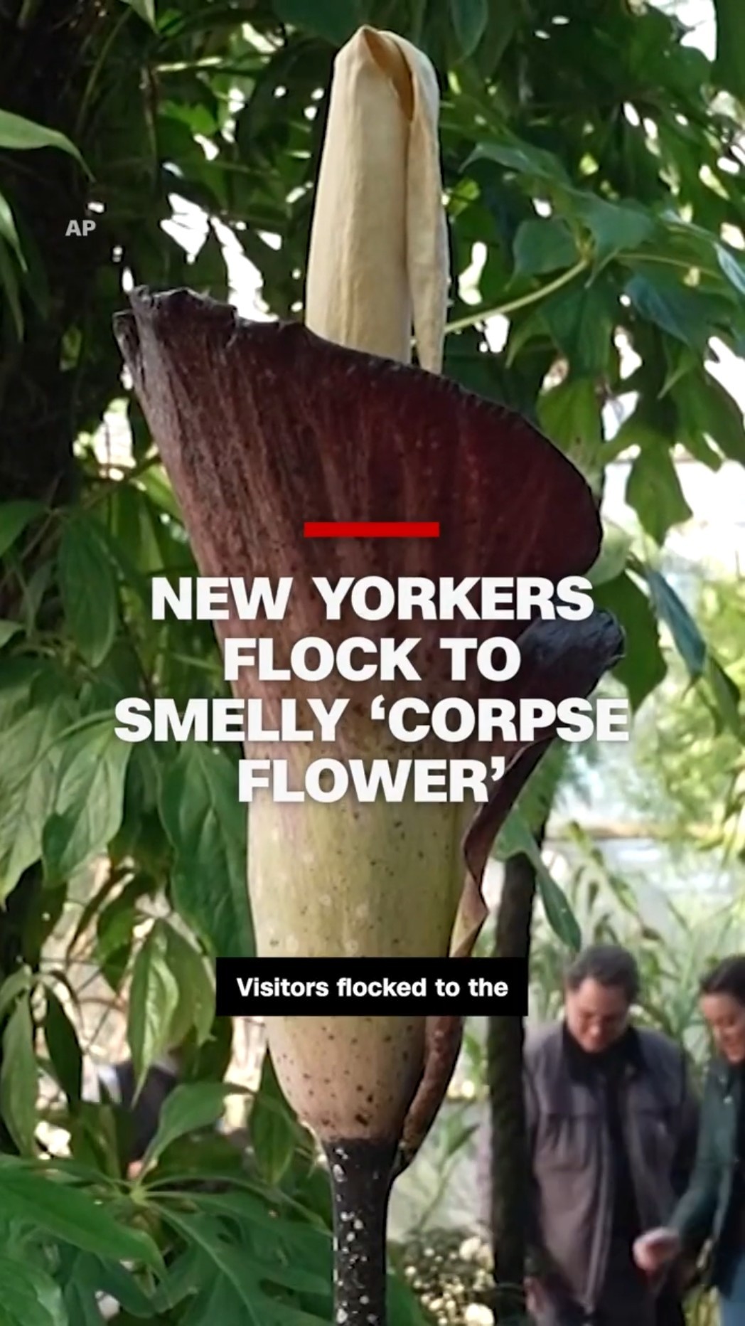 ‘Stinky cheese, some poop smells’: See why New Yorkers are flocking to this rare 'corpse flower'