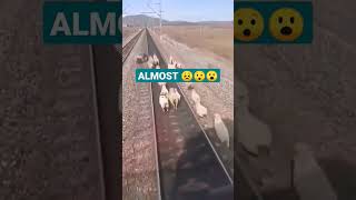 Narrow Escapes: Animals vs. Trains - Unbelievable Moments! #shortvideo #shorts #9gag #train #almost