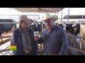 Tierra frtil tv  alta produccin de leche con ganado holstein y valor agregado  120322 