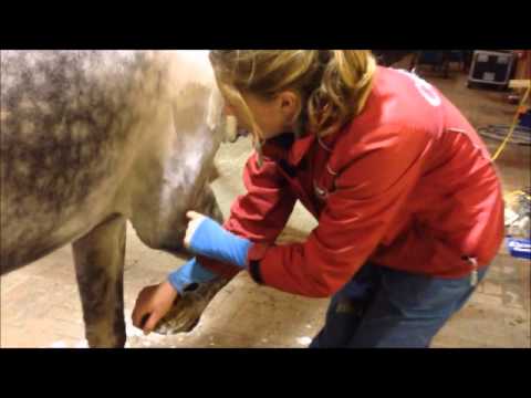 Types Of Trace Clips For Horses